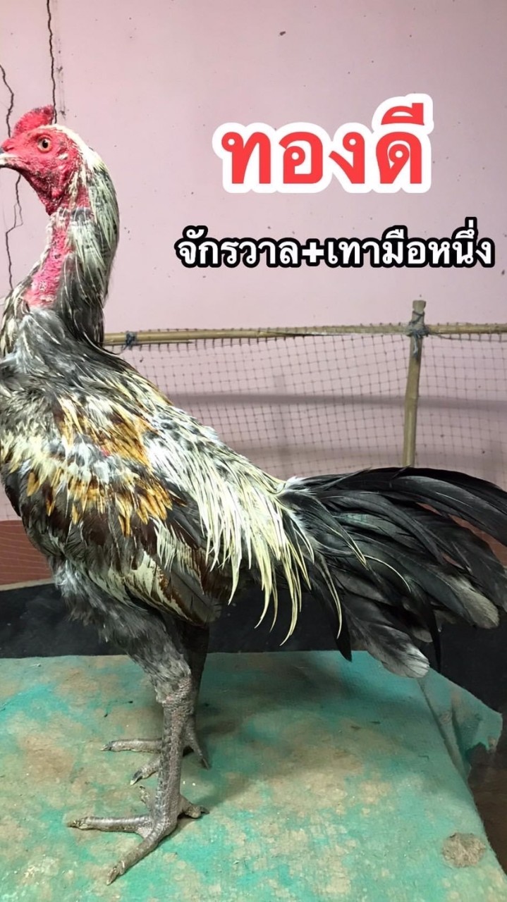 ซุ้มทองสุรินทร์