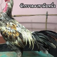 ซุ้มทองสุรินทร์