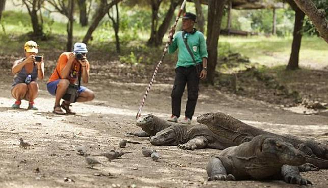 Mengapa Komodo Hanya Ada di Pulau Komodo Inilah Jawaban Ilmiahnya 