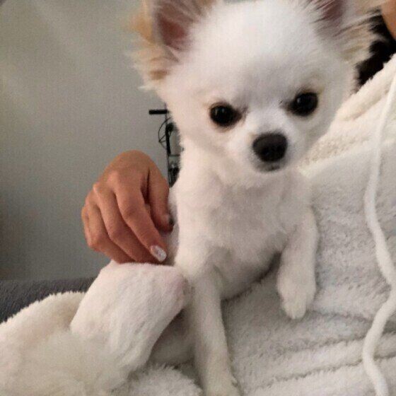 犬が飼い主さんに体をくっつける理由とは