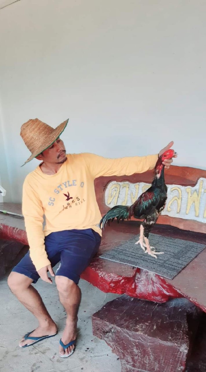 แบ่งปันไก่ชนทุกสายพันธุ์