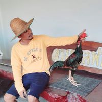 แบ่งปันไก่ชนทุกสายพันธุ์