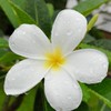 สดชื่นเมื่อยามฝนตก ^^