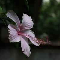 御寬生活.茶、花、香