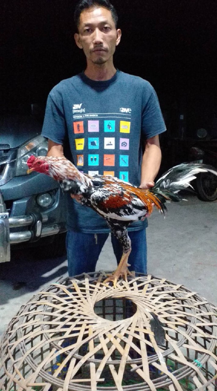 คนรักไก่ชน​  ชลบุรี​ ระยอง