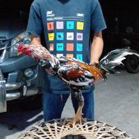 คนรักไก่ชน​  ชลบุรี​ ระยอง