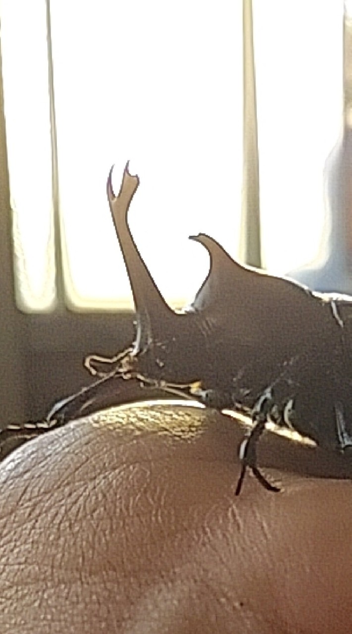 カブト クワガタ 昆虫 オプチャ