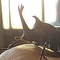 カブト クワガタ 昆虫 オプチャ