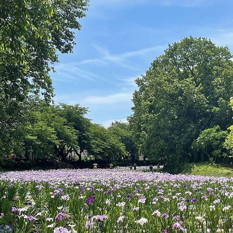 赤堀花しょうぶ園 アカボリハナショウブエン 下触町 植物園 樹木園 By Line Place