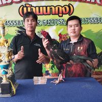ซุ้มบ้านสวนน้องอคิณฟาร์มป่าก๋อยพัฒนา สายตีดำ สโลหลัง เจ้าอินทรีย์ดำ