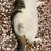 動物咖啡廳 （養寵物、聊天、對戲、群通、遊戲、動漫、唱歌）