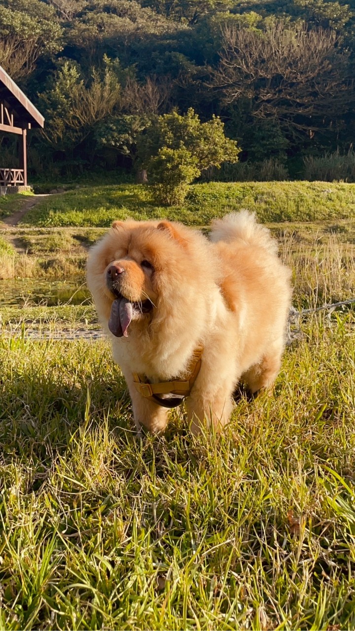 毛孩🐶😺健康保障服務