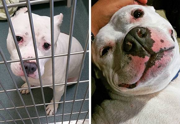 Perbedaan Wajah Para Anjing Sebelum Dan Sesudah Diadopsi