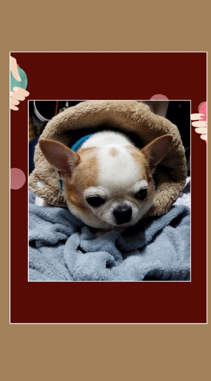 吉娃 拉奇Lucky