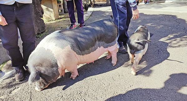 【桃園景點】花開了休閒農場-免門票免停車費，有如小小兒童樂園般的親子景點