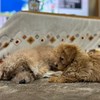 こまひま