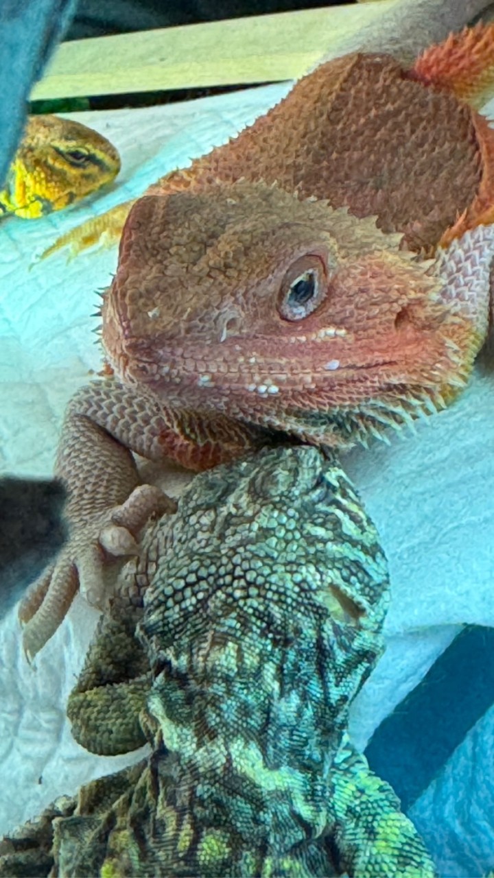 沖縄、爬虫類🦎好きの集い🦎