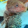 沖縄、爬虫類🦎好きの集い🦎