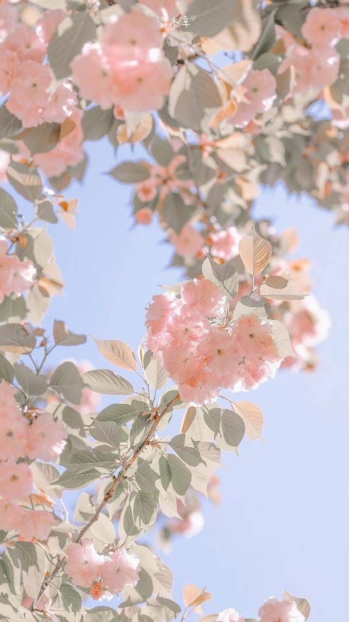 ღ幽 綰 棯 沐 ོ🌷