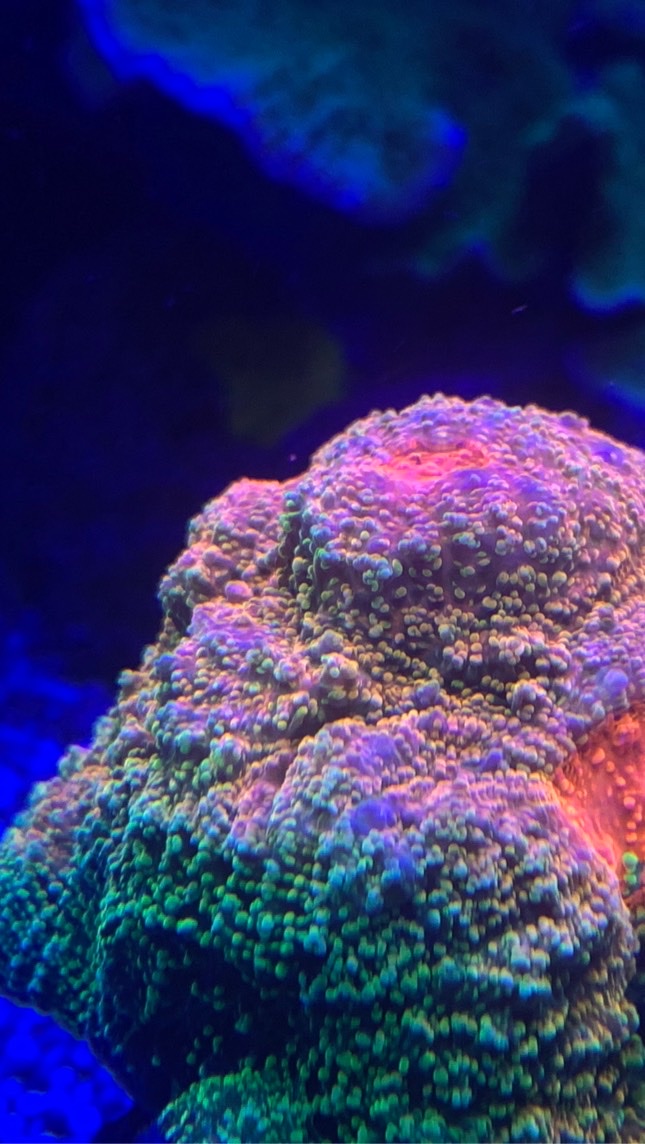 海水繁殖計畫