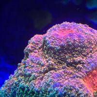 海水繁殖計畫