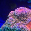 海水繁殖計畫