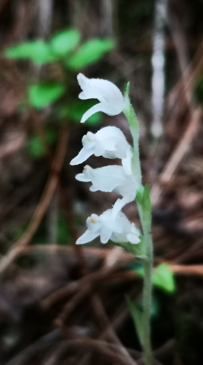 愛山拈花惹草