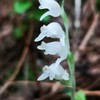 愛山拈花惹草