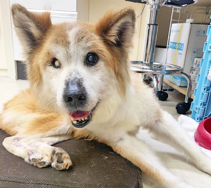 最期は人のそばでゆったりして 保護犬の引取り介護 医療ボランティアにママ獣医師が奮闘