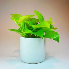 淨化空氣~黃金葛室內精緻小盆栽(白盆)