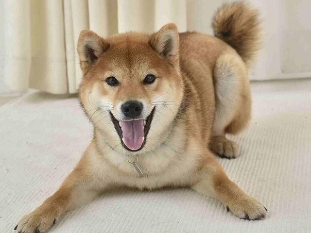 本当は 一緒にいても楽しくない と愛犬は思ってるかも いぬのきもちnews