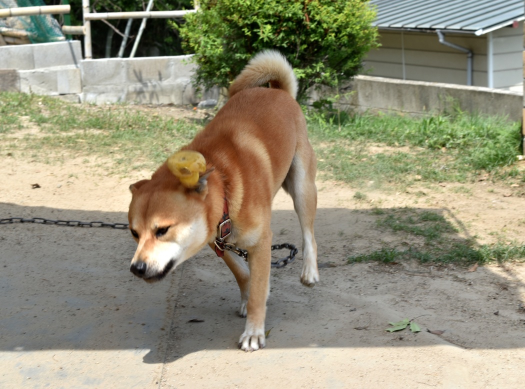 ひめくりワンダホー 琥珀くん