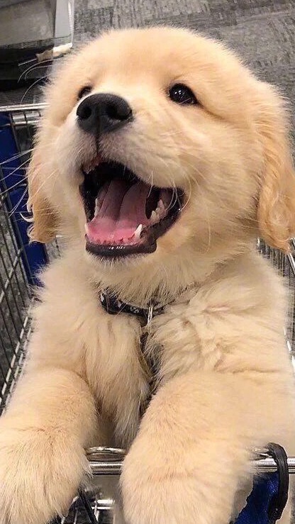寵物用品團購批發🐶