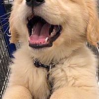 寵物用品團購批發🐶