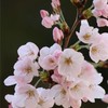 独学合格勉強法📕Toaru塾（行政書士試験対策）