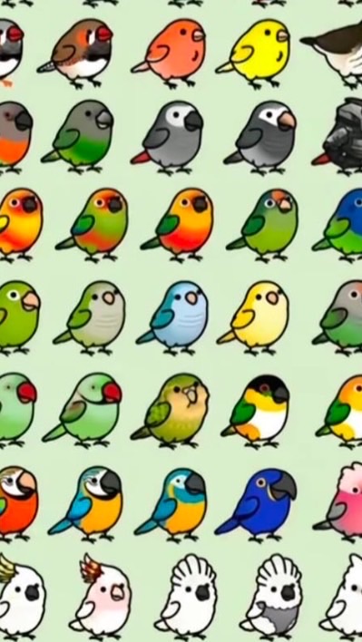 オキナインコの集い