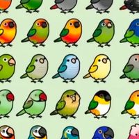 オキナインコの集い