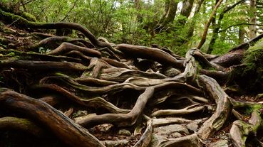 【九州自由行】到屋久島享受神秘大自然！一窺世界遺產精選景點
