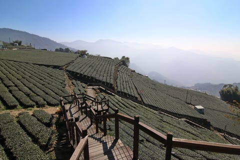 阿里山10間絕美住宿推薦！「歐洲莊園風、日式榻榻米、茶園圍繞」不用跋山涉水也能看日出雲海