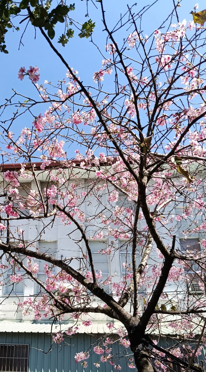 防癌小棧