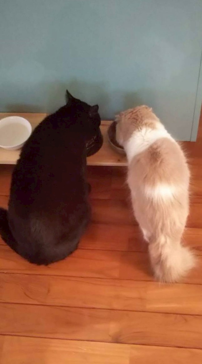 (変)黒猫魔術師スペ(｢◣д◢)｢ｼｬｱｰの部屋