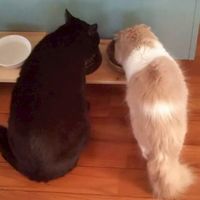 (変)黒猫魔術師スペ(｢◣д◢)｢ｼｬｱｰの部屋