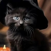 (変)黒猫魔術師スペ(｢◣д◢)｢ｼｬｱｰの部屋