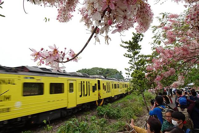 影／花旗木太吸睛　幼童閃避不及遭石虎列車撞傷頭部