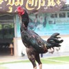 จักรินฟาร์ม2