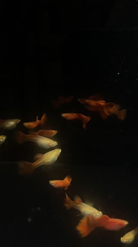 KK孔雀魚研究社
