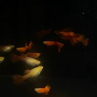 KK孔雀魚研究社