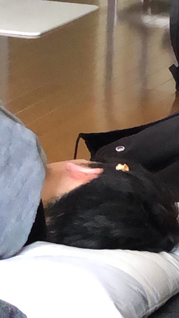 いいいみでのらいぬ