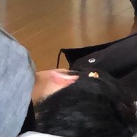 いいいみでのらいぬ