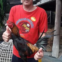 พันกร ฟาร์ม🐓